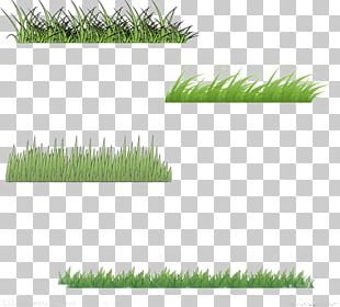 Motif Euclidean PNG