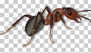 Black Carpenter Ant Insect Red Imported Fire Ant Termite PNG