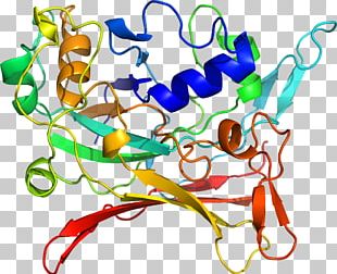 Organism Line PNG