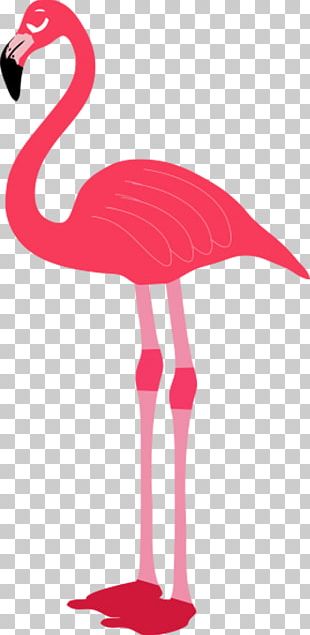 Flamingo PNG