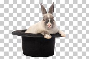 Stock Photography European Rabbit PNG