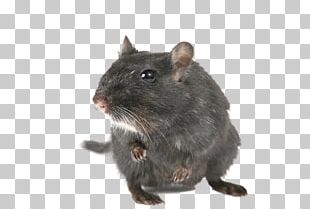 Gerbil Mouse Rodent Rat Hamster PNG