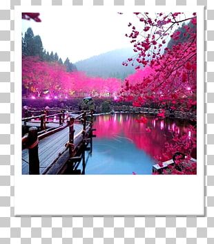 Japan Cherry Blossom Landscape PNG