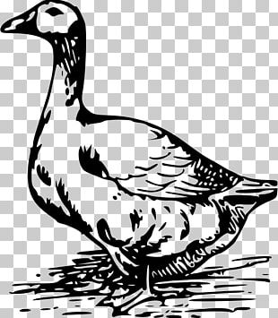 Swan Goose Duck Bird PNG