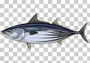 Fish Mackerel Thunnus Frigate Tuna Scombridae PNG, Clipart, Animals ...