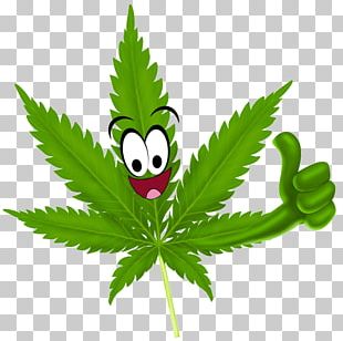 Cannabis Sativa Marijuana Medical Cannabis Leaf PNG, Clipart, Bong ...