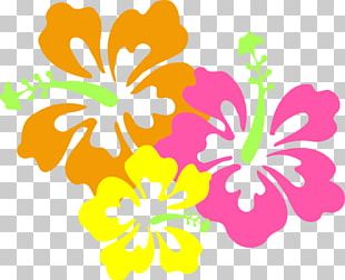 Hawaii Shoeblackplant Flower PNG, Clipart, Alyogyne Huegelii, Black And ...