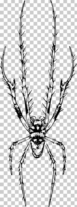 Head Line Art Line Branch Insect PNG