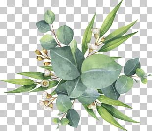 Eucalyptus Polyanthemos Watercolor Painting Illustration PNG, Clipart ...