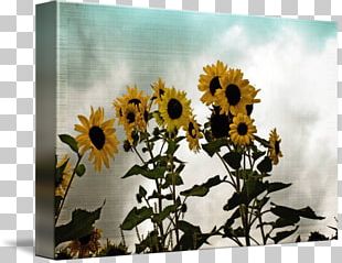 Stock Photography Common Sunflower Vase With Three Sunflowers PNG ...