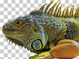 Reptile Common Wall Lizard Green Iguana PNG, Clipart, Agamidae ...