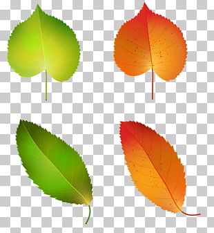 Autumn Leaf Color Yellow Autumn Leaf Color PNG, Clipart, Art, Aut ...