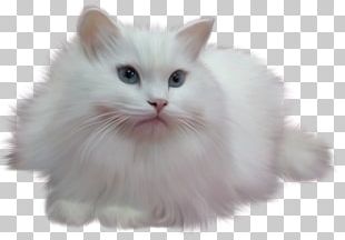 Persian Cat Kitten Ragdoll PNG, Clipart, Animals, Asian Semi Longhair ...