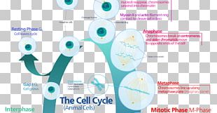 G1 Phase G2 Phase Cell Cycle Mitosis Interphase PNG, Clipart ...