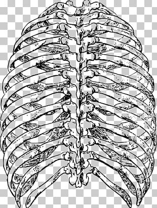 Anatomy Human Body Human Skeleton Drawing Rib PNG, Clipart, Art ...