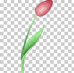 Tulip Flower PNG