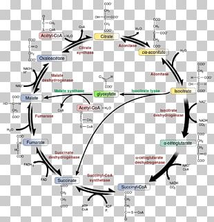 Glycolysis PNG Images, Glycolysis Clipart Free Download