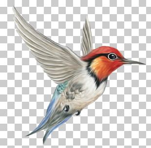 Bird PNG