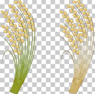 Grasses Rice PNG