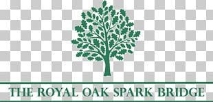 Oak Tree Acorn PNG