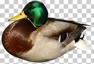 Daisy Duck Daffy Duck Goose Mallard PNG