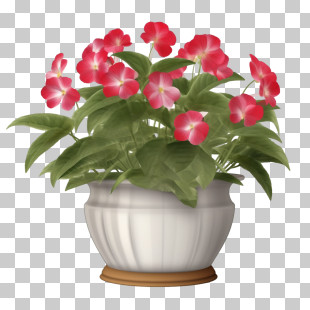 Impatiens Flower - Potted Red Impatiens Flowers PNG