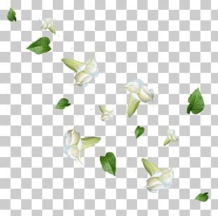 Shoeblackplant Flower Leaf Roselle PNG, Clipart, Annual Plant, China ...