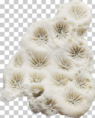 Coral Seaweed PNG
