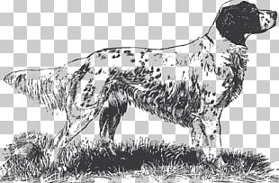 English Setter Drentse Patrijshond Old Danish Pointer Brittany Dog English Springer Spaniel PNG