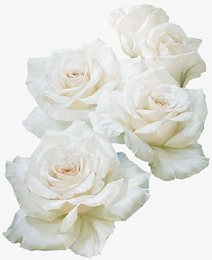 Single White Rose PNG, Clipart, Flowers, Nature, Rose Free PNG Download