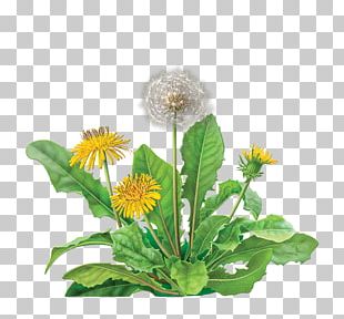 Dandelion Coffee Green Tea Tea Bag Herbal Tea PNG