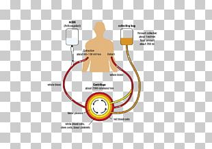 Hope Homo Sapiens Donation Industrial Design PNG