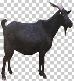 Goat Sheep PNG, Clipart, Animal, Animals, Animation, Chair, Clip Art ...