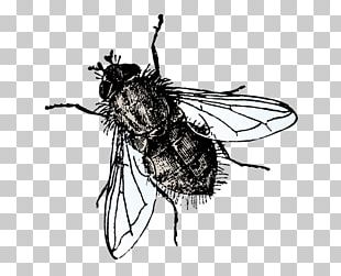 Insect Microsoft PowerPoint Fly Presentation Slide PNG
