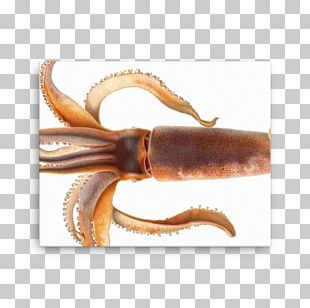 European Flying Squid Cephalopod Animal PNG