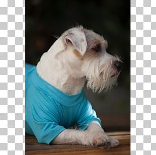 Miniature Schnauzer Schnoodle Puppy Dog Breed Companion Dog PNG