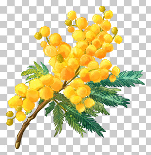 Mimosa Day - Yellow Flowers With Green Leaves PNG