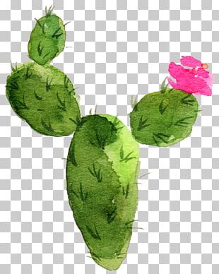 Cactaceae Watercolor Painting Succulent Plant PNG, Clipart, Art ...