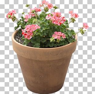 Flower Box Flowerpot Shrub PNG, Clipart, Annual Plant, Box, Flower