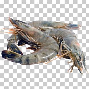 prawns caridea giant tiger prawn tambak udang shrimp png clipart animal source foods caridea crustacean decapoda dendrobranchiata free png download prawns caridea giant tiger prawn tambak