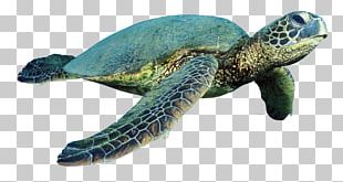 Green Sea Turtle Hawaii PNG, Clipart, Animal, Animals, Artwork, Black ...