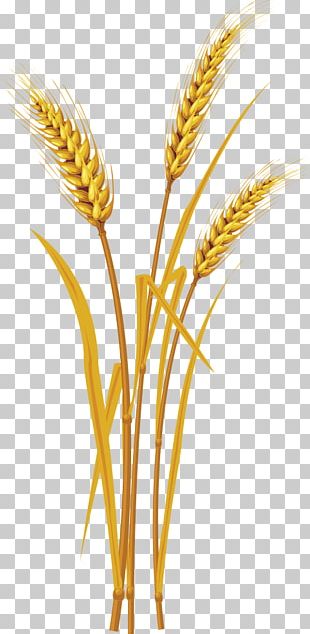 Common Wheat Cereal Ear Illustration PNG, Clipart, Avena, Balloon ...