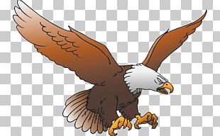 Bird Bald Eagle PNG, Clipart, Accipitridae, Accipitriformes, Animals ...