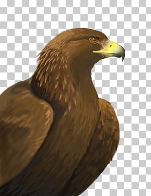 Bird Bird Of Prey Golden Eagle Eagle Accipitridae PNG, Clipart ...