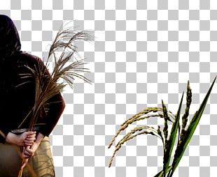 Rice Cereal Oryza Sativa PNG