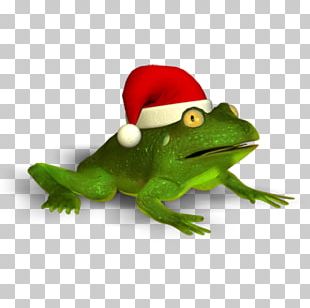 True Frog Tree Frog Christmas Trachycephalus PNG