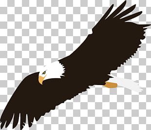 Bald Eagle Flight Drawing PNG, Clipart, Accipitriformes, Animals, Art ...