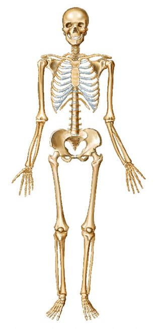 Human Skeleton Bone Skull PNG, Clipart, 3d Computer Graphics, Anatomy ...