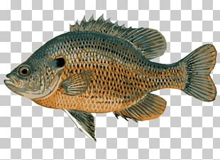 bluegill wallpaper