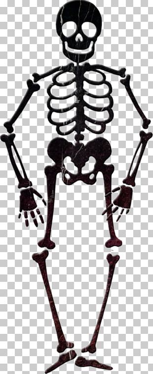 Cartoon Skeleton PNG Images, Cartoon Skeleton Clipart Free Download